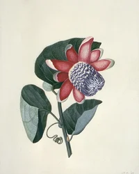 Études de fleurs